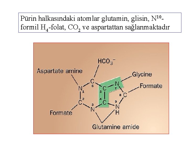 Pürin halkasındaki atomlar glutamin, glisin, N 10 formil H 4 -folat, CO 2 ve