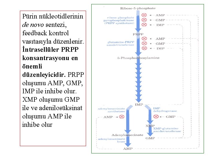 Pürin nükleotidlerinin de novo sentezi, feedback kontrol vasıtasıyla düzenlenir. İntrasellüler PRPP konsantrasyonu en önemli