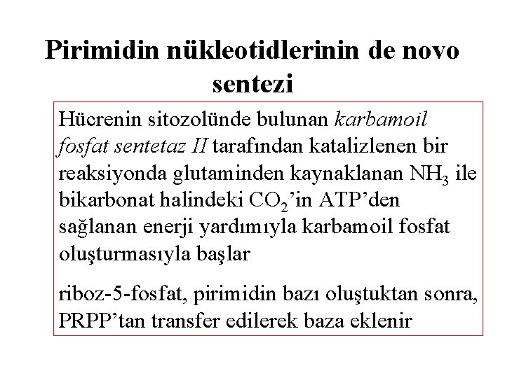 Pirimidin nükleotidlerinin de novo sentezi Hücrenin sitozolünde bulunan karbamoil fosfat sentetaz II tarafından katalizlenen