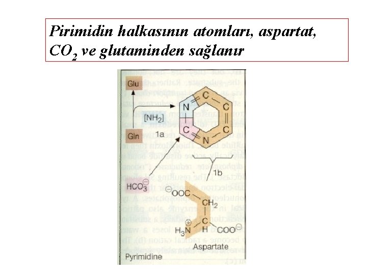 Pirimidin halkasının atomları, aspartat, CO 2 ve glutaminden sağlanır 