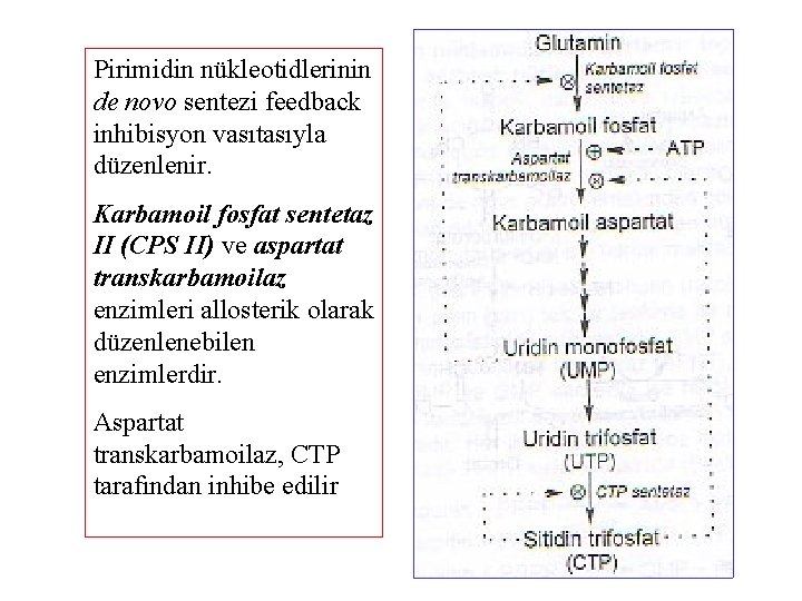 Pirimidin nükleotidlerinin de novo sentezi feedback inhibisyon vasıtasıyla düzenlenir. Karbamoil fosfat sentetaz II (CPS