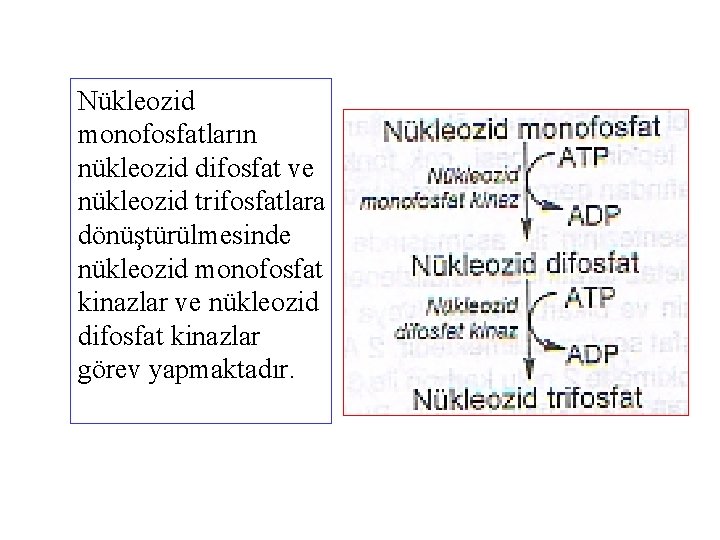Nükleozid monofosfatların nükleozid difosfat ve nükleozid trifosfatlara dönüştürülmesinde nükleozid monofosfat kinazlar ve nükleozid difosfat