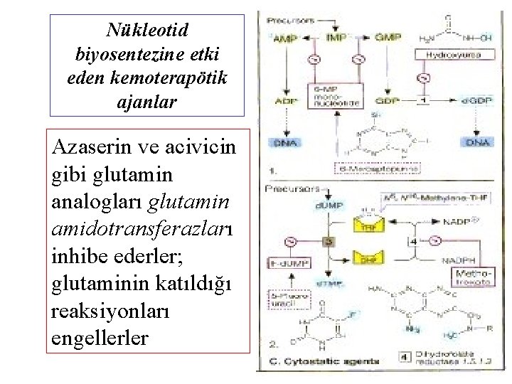 Nükleotid biyosentezine etki eden kemoterapötik ajanlar Azaserin ve acivicin gibi glutamin analogları glutamin amidotransferazları