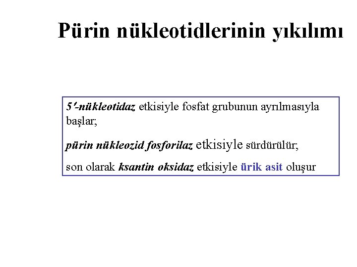 Pürin nükleotidlerinin yıkılımı 5 -nükleotidaz etkisiyle fosfat grubunun ayrılmasıyla başlar; pürin nükleozid fosforilaz etkisiyle