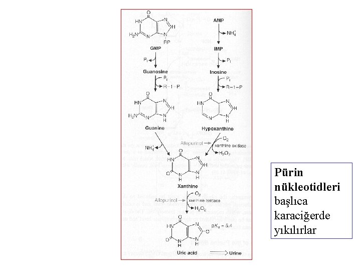 Pürin nükleotidleri başlıca karaciğerde yıkılırlar 