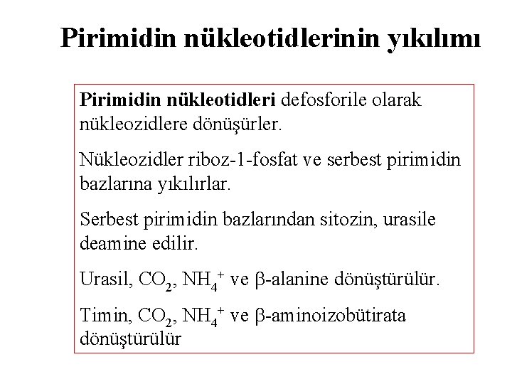 Pirimidin nükleotidlerinin yıkılımı Pirimidin nükleotidleri defosforile olarak nükleozidlere dönüşürler. Nükleozidler riboz-1 -fosfat ve serbest