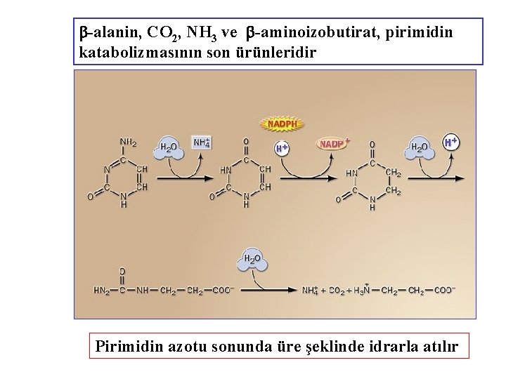  -alanin, CO 2, NH 3 ve -aminoizobutirat, pirimidin katabolizmasının son ürünleridir Pirimidin azotu
