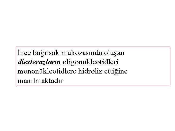 İnce bağırsak mukozasında oluşan diesterazların oligonükleotidleri mononükleotidlere hidroliz ettiğine inanılmaktadır 