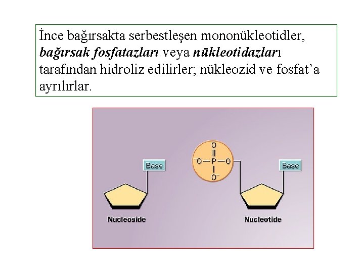 İnce bağırsakta serbestleşen mononükleotidler, bağırsak fosfatazları veya nükleotidazları tarafından hidroliz edilirler; nükleozid ve fosfat’a