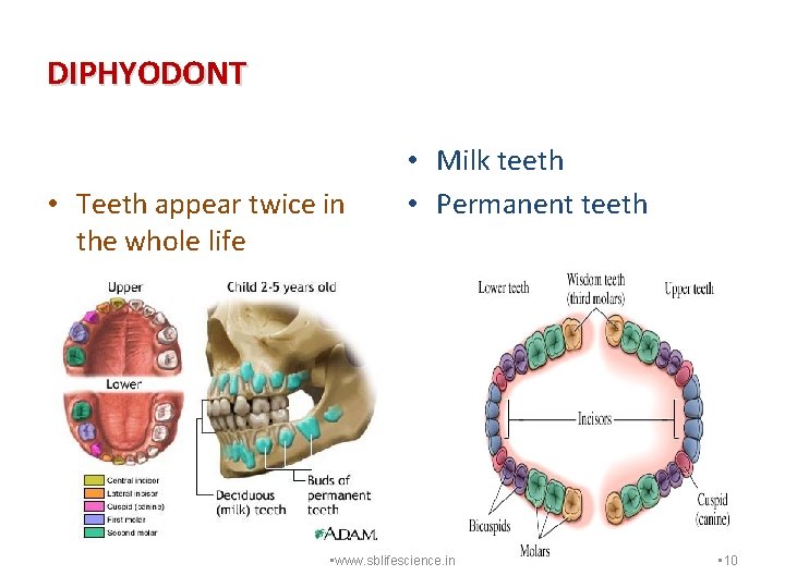 DIPHYODONT • Teeth appear twice in the whole life • Milk teeth • Permanent