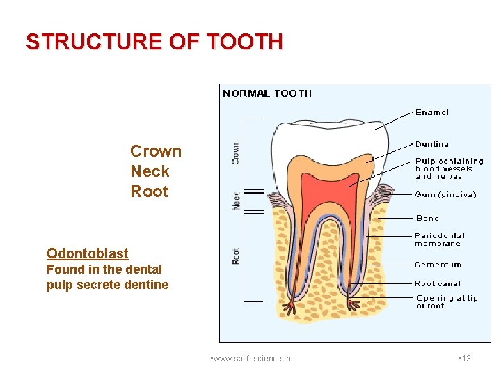 STRUCTURE OF TOOTH Crown Neck Root Odontoblast Found in the dental pulp secrete dentine