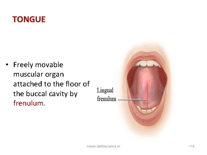 TONGUE • Freely movable muscular organ attached to the floor of the buccal cavity