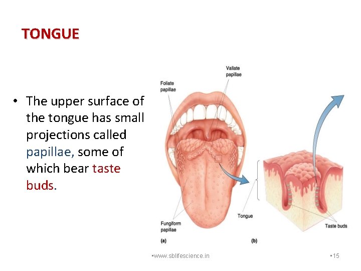 TONGUE • The upper surface of the tongue has small projections called papillae, some