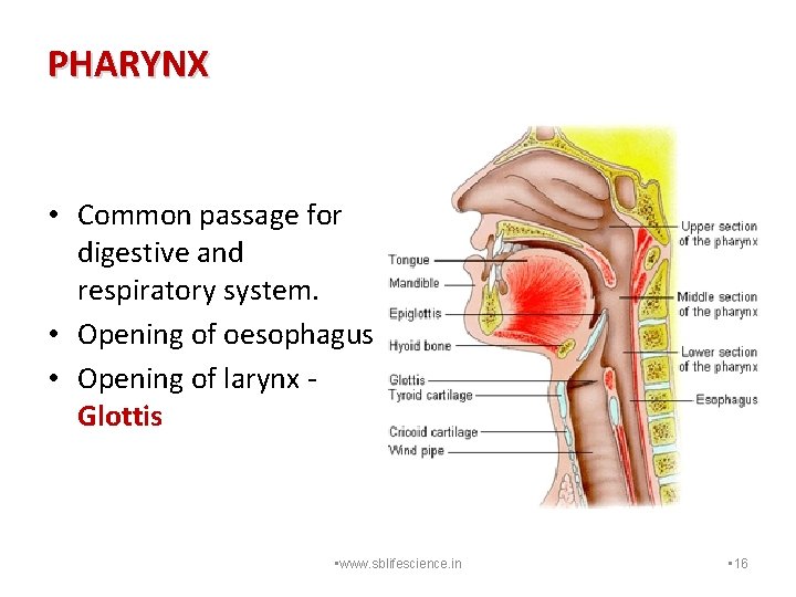 PHARYNX • Common passage for digestive and respiratory system. • Opening of oesophagus •