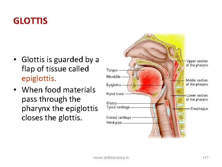 GLOTTIS • Glottis is guarded by a flap of tissue called epiglottis. • When
