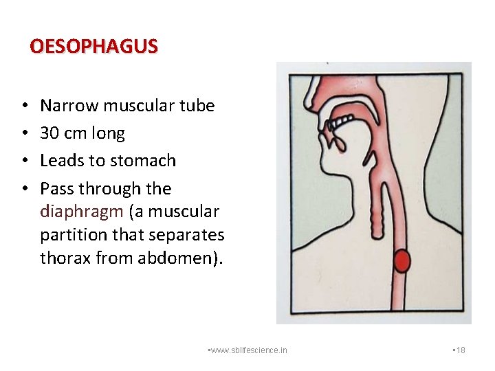 OESOPHAGUS • • Narrow muscular tube 30 cm long Leads to stomach Pass through