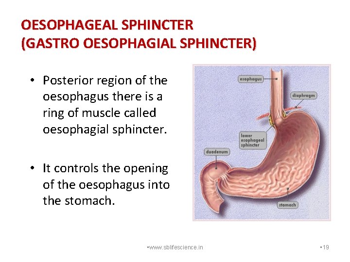OESOPHAGEAL SPHINCTER (GASTRO OESOPHAGIAL SPHINCTER) • Posterior region of the oesophagus there is a