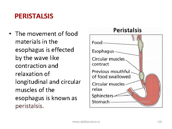 PERISTALSIS • The movement of food materials in the esophagus is effected by the
