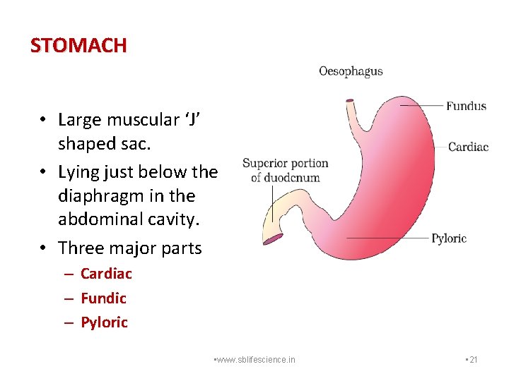 STOMACH • Large muscular ‘J’ shaped sac. • Lying just below the diaphragm in