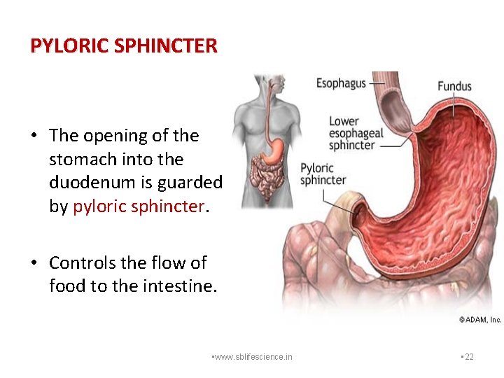 PYLORIC SPHINCTER • The opening of the stomach into the duodenum is guarded by