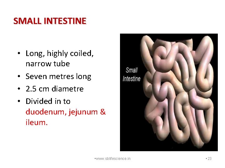 SMALL INTESTINE • Long, highly coiled, narrow tube • Seven metres long • 2.