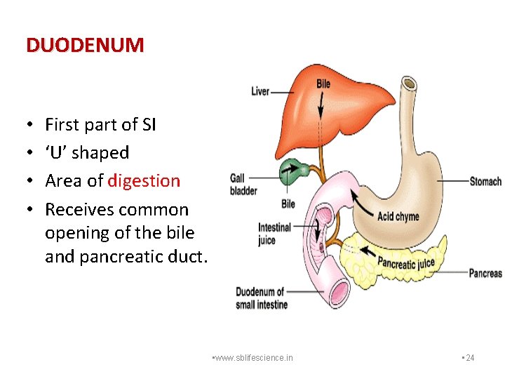 DUODENUM • • First part of SI ‘U’ shaped Area of digestion Receives common