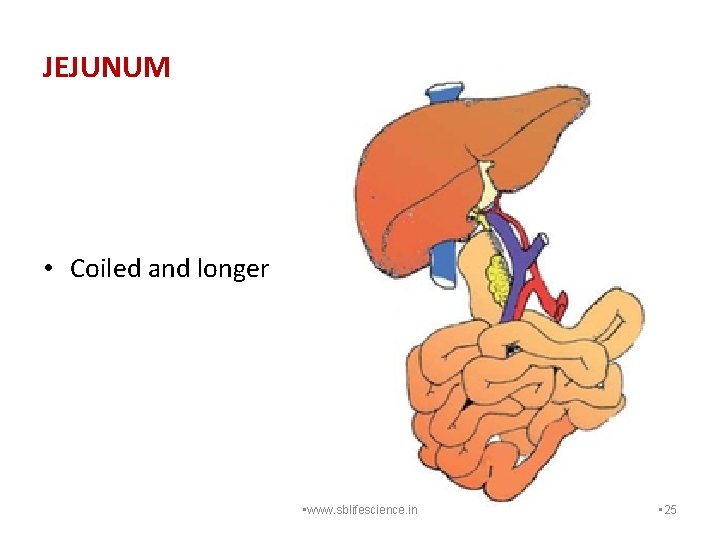 JEJUNUM • Coiled and longer • www. sblifescience. in • 25 