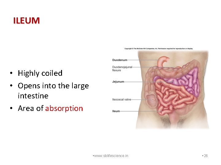 ILEUM • Highly coiled • Opens into the large intestine • Area of absorption