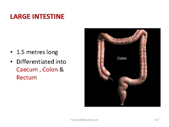 LARGE INTESTINE • 1. 5 metres long • Differentiated into Caecum , Colon &