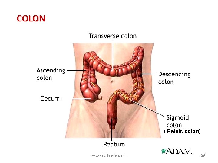 COLON ( Pelvic colon) • www. sblifescience. in • 29 