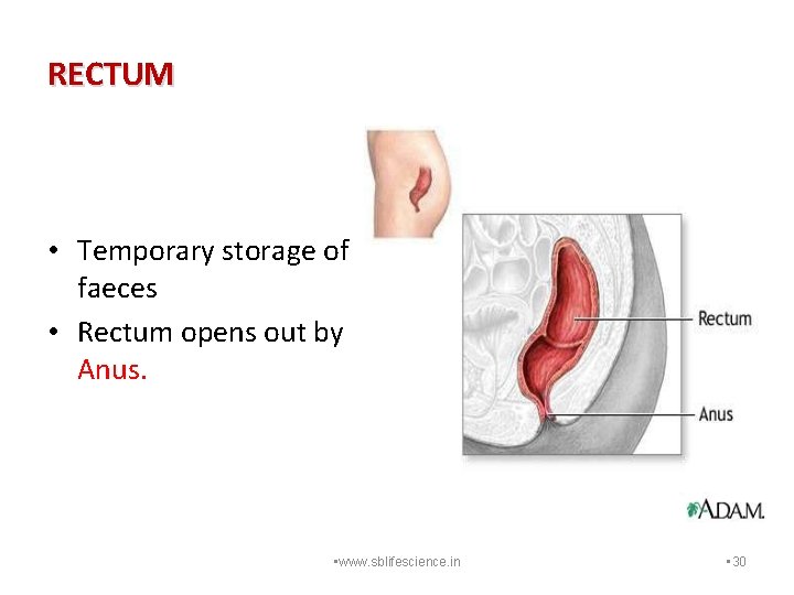RECTUM • Temporary storage of faeces • Rectum opens out by Anus. • www.