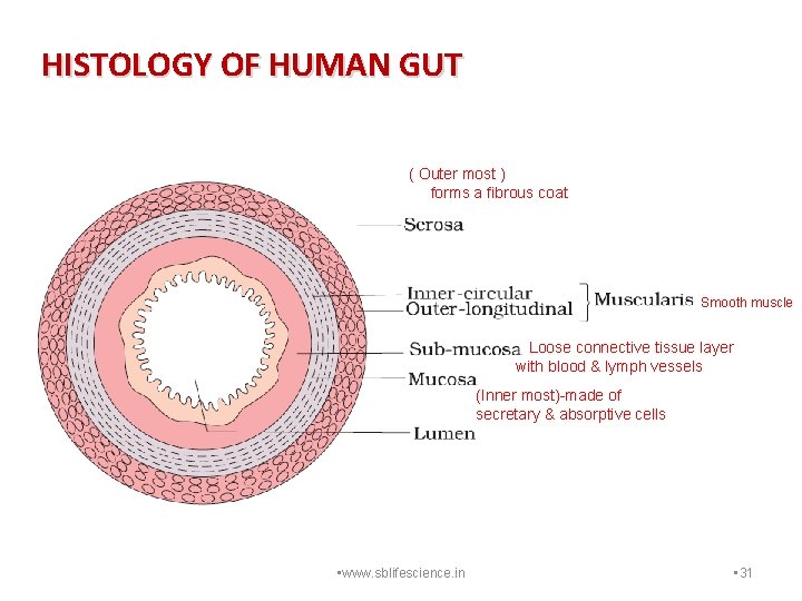 HISTOLOGY OF HUMAN GUT ( Outer most ) forms a fibrous coat Smooth muscle