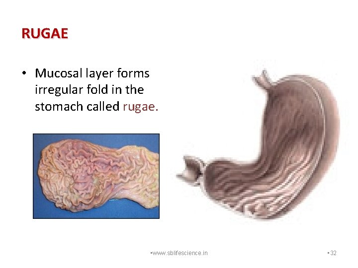 RUGAE • Mucosal layer forms irregular fold in the stomach called rugae. • www.