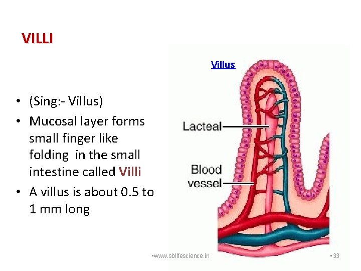 VILLI Villus • (Sing: - Villus) • Mucosal layer forms small finger like folding