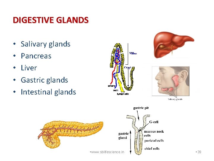 DIGESTIVE GLANDS • • • Salivary glands Pancreas Liver Gastric glands Intestinal glands •