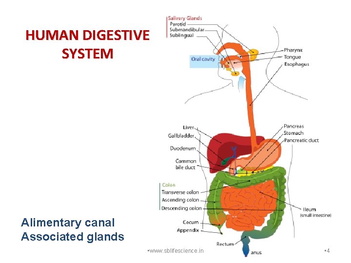 HUMAN DIGESTIVE SYSTEM Alimentary canal Associated glands • www. sblifescience. in • 4 