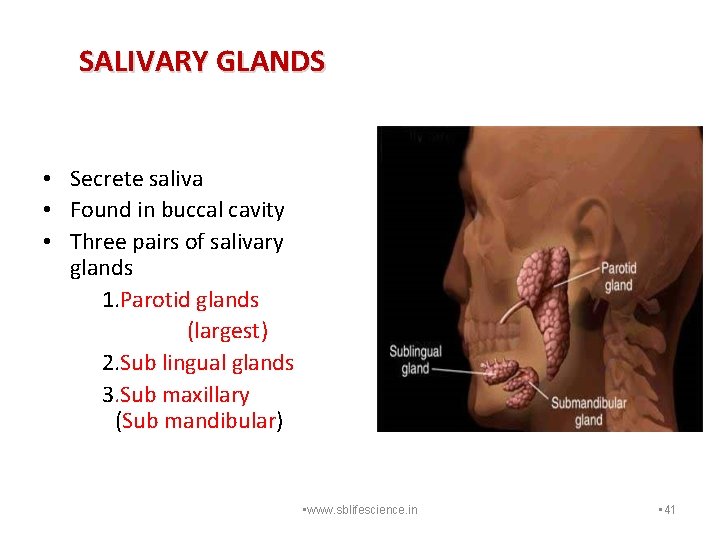 SALIVARY GLANDS • Secrete saliva • Found in buccal cavity • Three pairs of