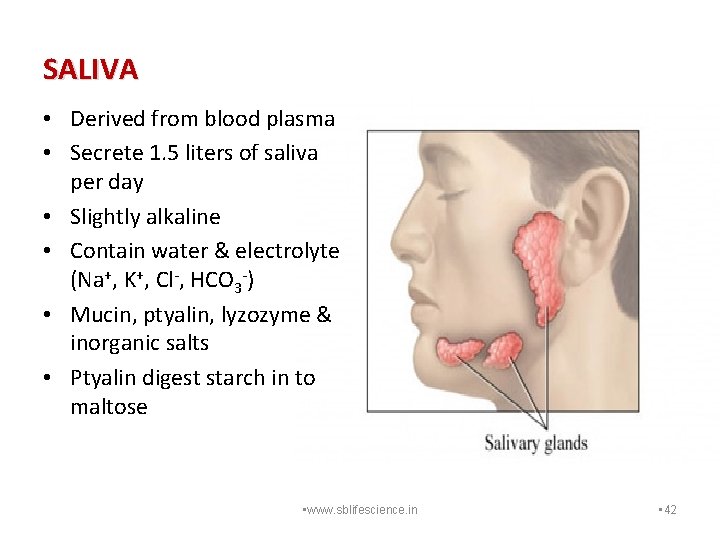 SALIVA • Derived from blood plasma • Secrete 1. 5 liters of saliva per