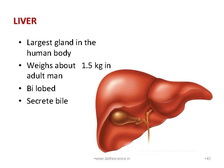 LIVER • Largest gland in the human body • Weighs about 1. 5 kg