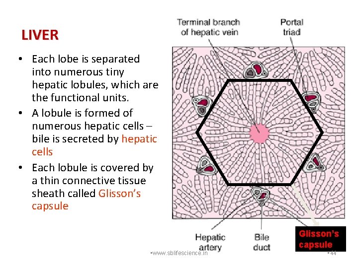 LIVER • Each lobe is separated into numerous tiny hepatic lobules, which are the