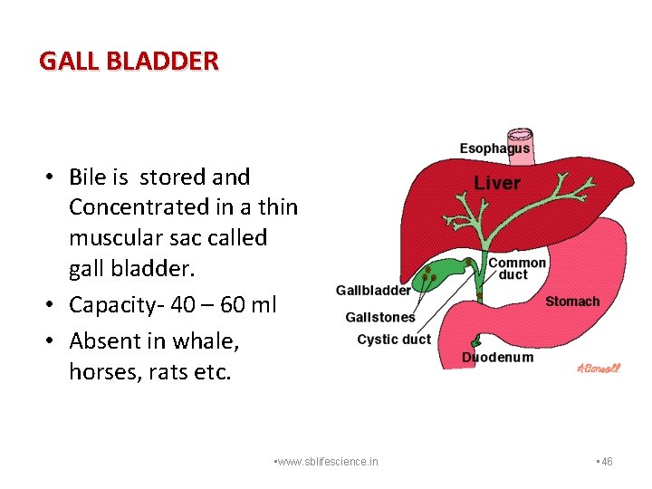 GALL BLADDER • Bile is stored and Concentrated in a thin muscular sac called