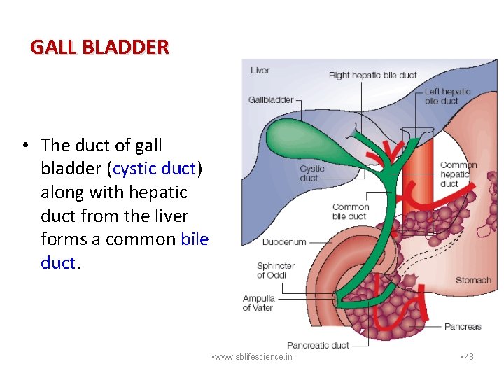 GALL BLADDER • The duct of gall bladder (cystic duct) along with hepatic duct