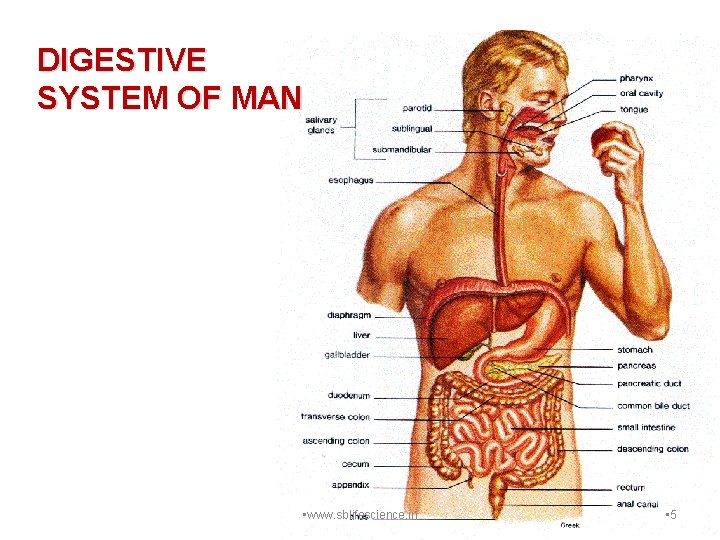 DIGESTIVE SYSTEM OF MAN • www. sblifescience. in • 5 