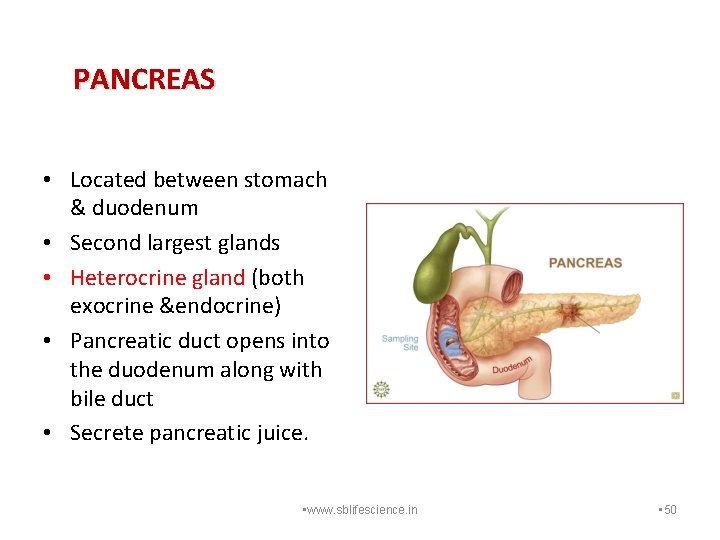 PANCREAS • Located between stomach & duodenum • Second largest glands • Heterocrine gland