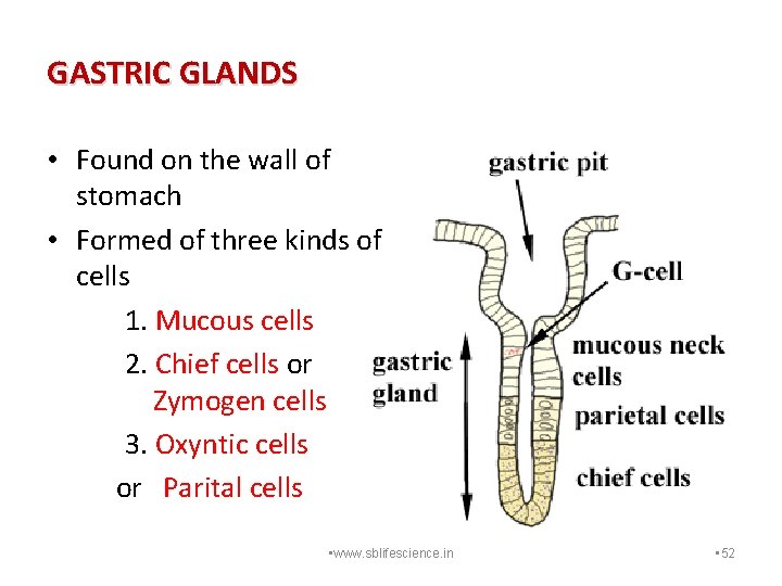 GASTRIC GLANDS • Found on the wall of stomach • Formed of three kinds