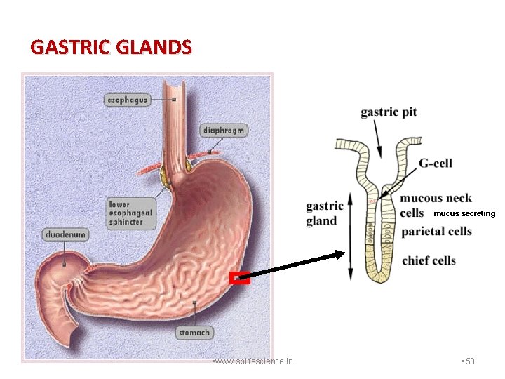 GASTRIC GLANDS mucus secreting • www. sblifescience. in • 53 