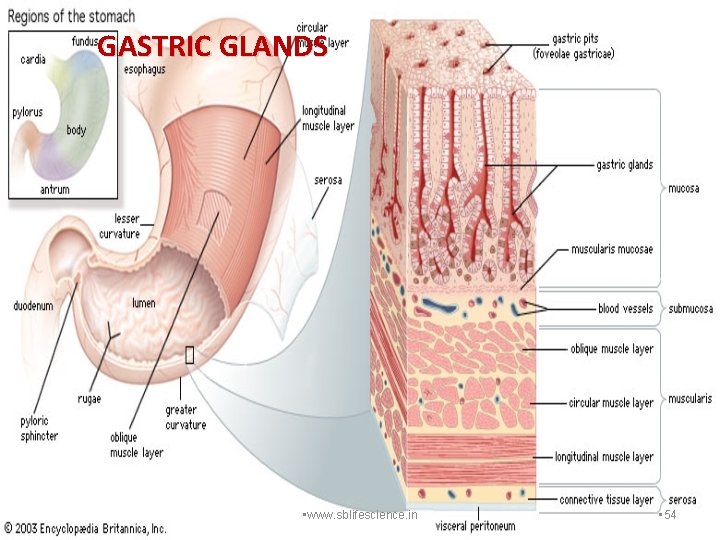 GASTRIC GLANDS • www. sblifescience. in • 54 