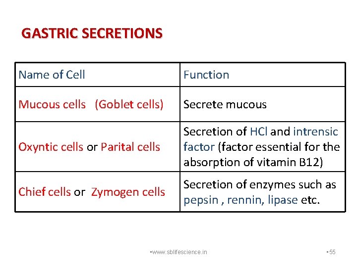 GASTRIC SECRETIONS Name of Cell Function Mucous cells (Goblet cells) Secrete mucous Oxyntic cells