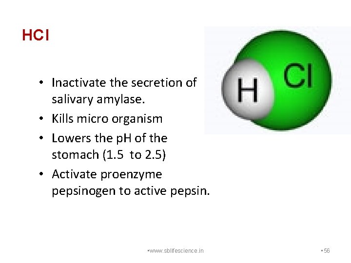 HCl • Inactivate the secretion of salivary amylase. • Kills micro organism • Lowers
