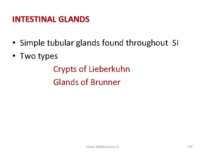 INTESTINAL GLANDS • Simple tubular glands found throughout SI • Two types Crypts of
